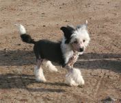 Nanny Fine von Shinbashi