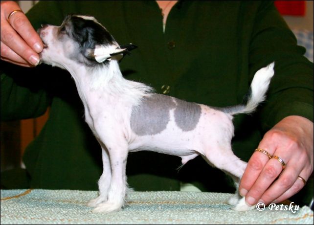 Zhannel's Cookie Monster