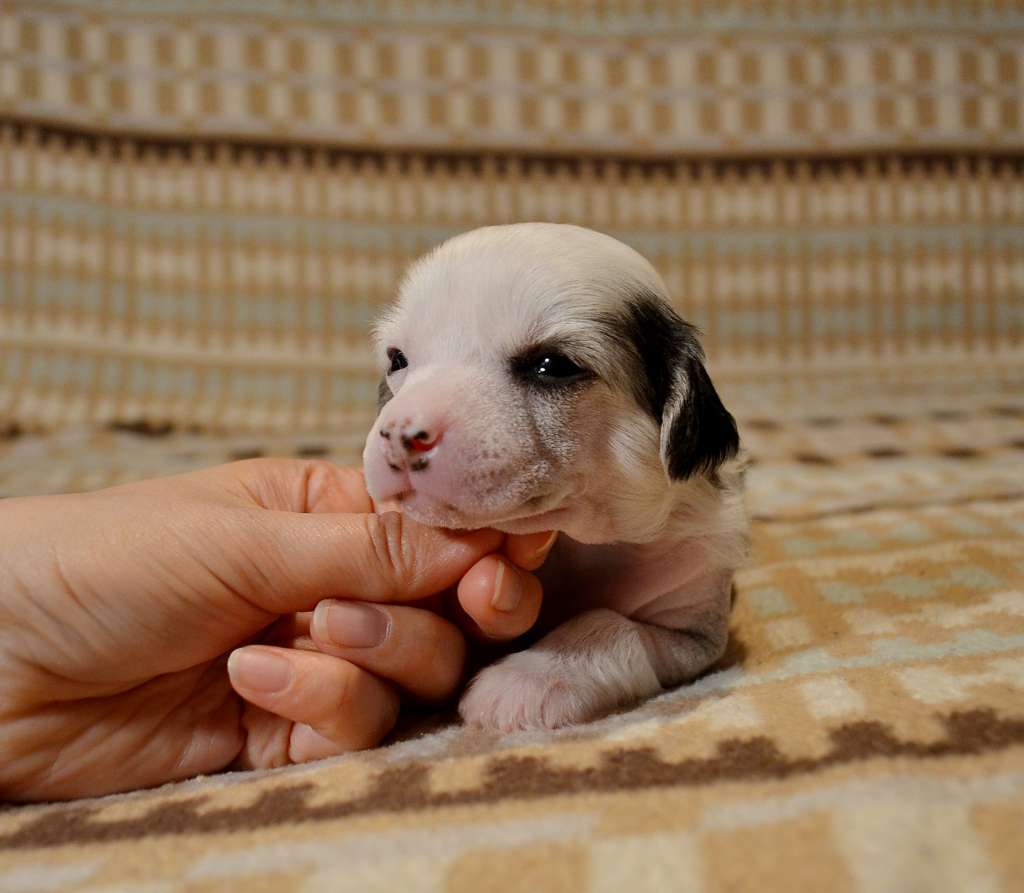 Etno Spirit Nicholas