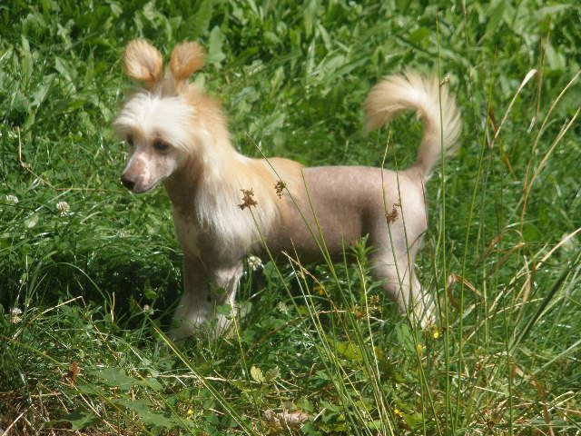 Nioro of Rio  Al Maarii Sapphire