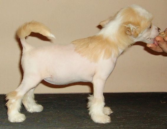 Golden Dream Stars Candy Fantasy