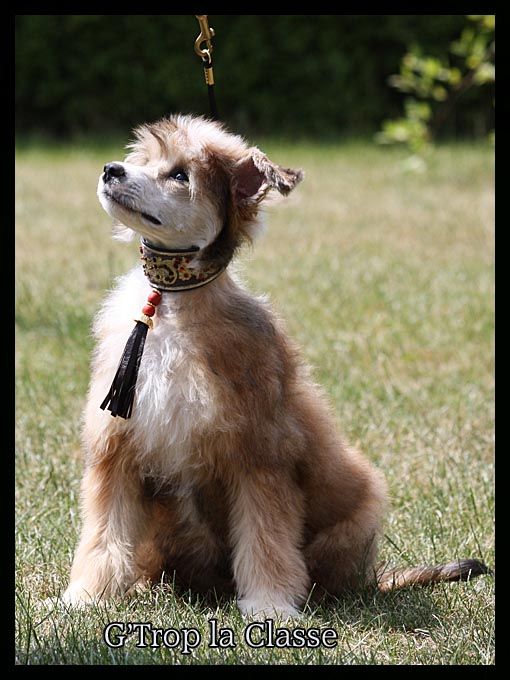 G'Trop La Classe de L'Orée des Rêves