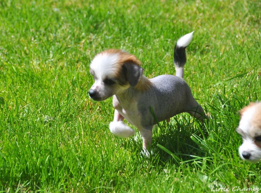 Smalto Little Champs