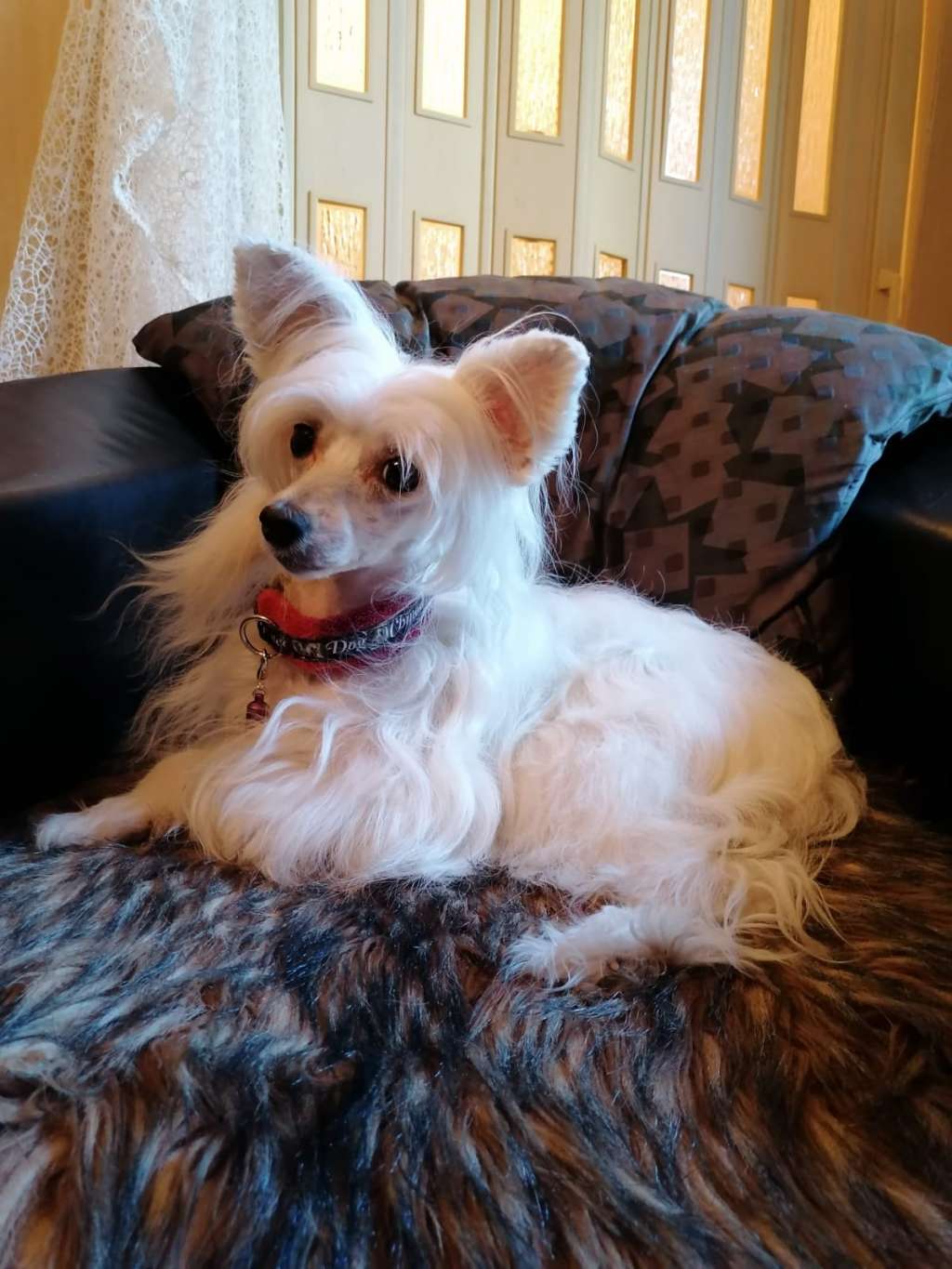 Baila vom Blühmchen