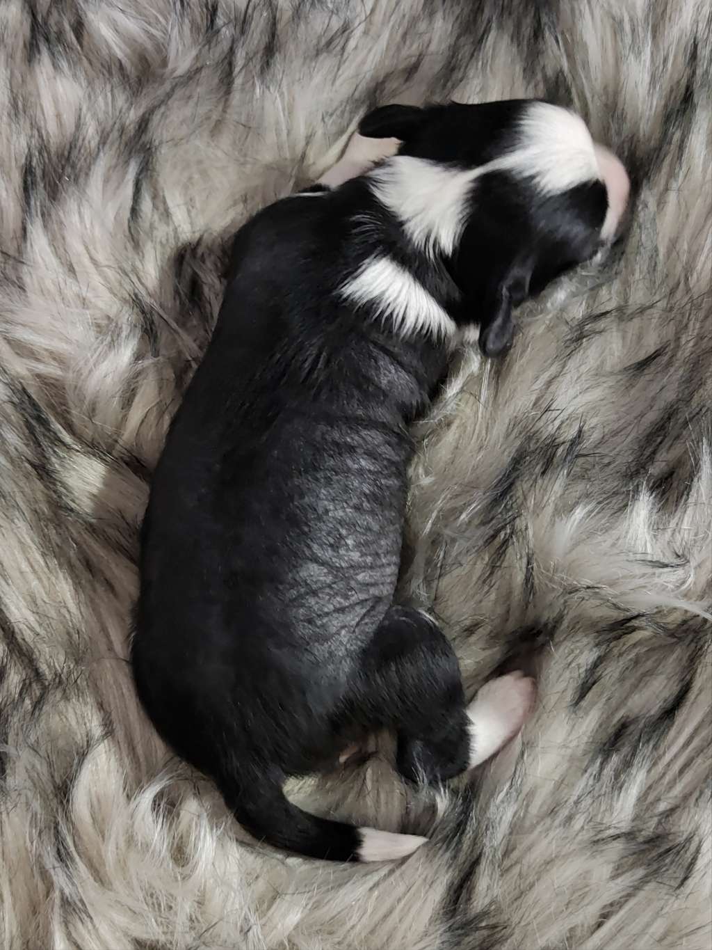 Naked Stars Jello From The Other Side