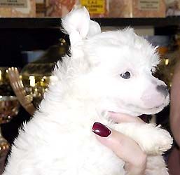 Oriental Jokes Up And Down