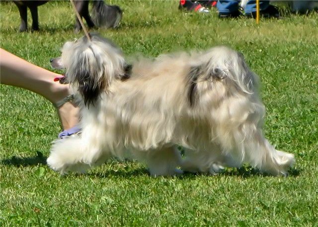 Gabi Cleopatra Alfa (PUFF)