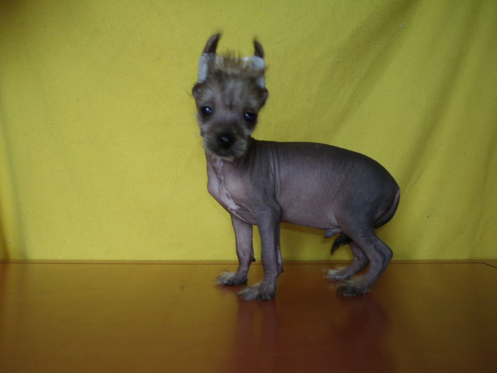 Atxarrea Athos Le Petit Mousquetaire