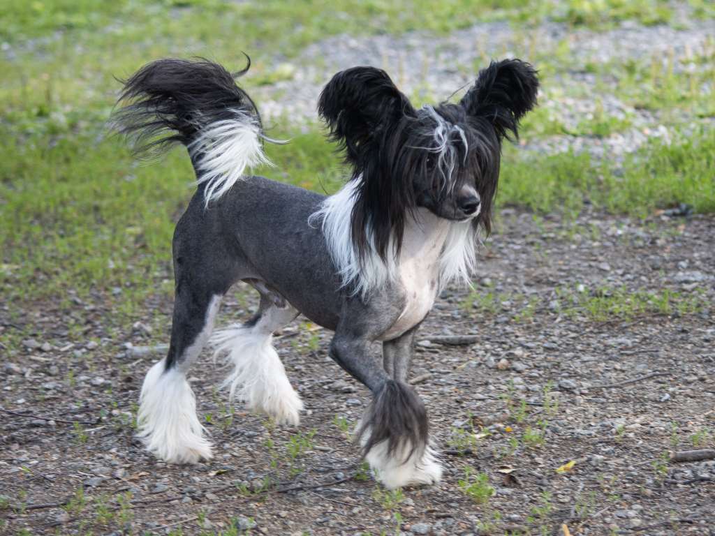 Crestilux Just Jackpot