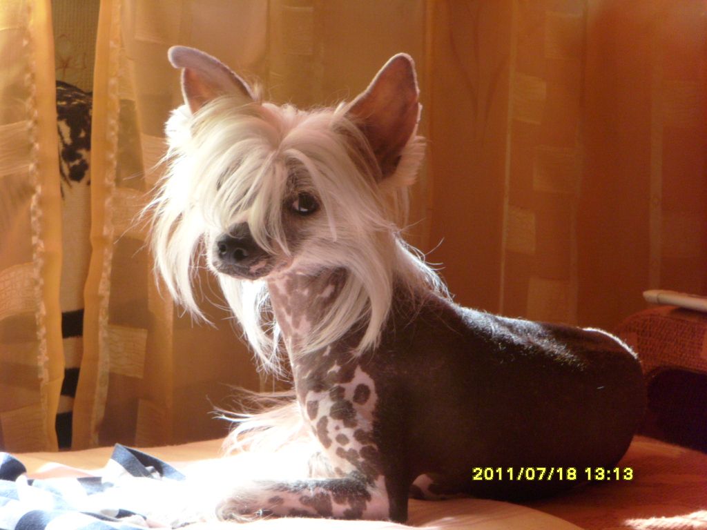 Mefistofel Belive In Victory from Magma