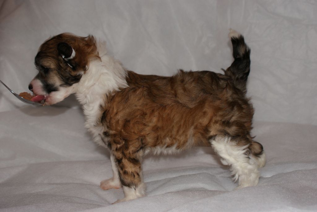 Sean Von Chriqa's Amy Winehouse