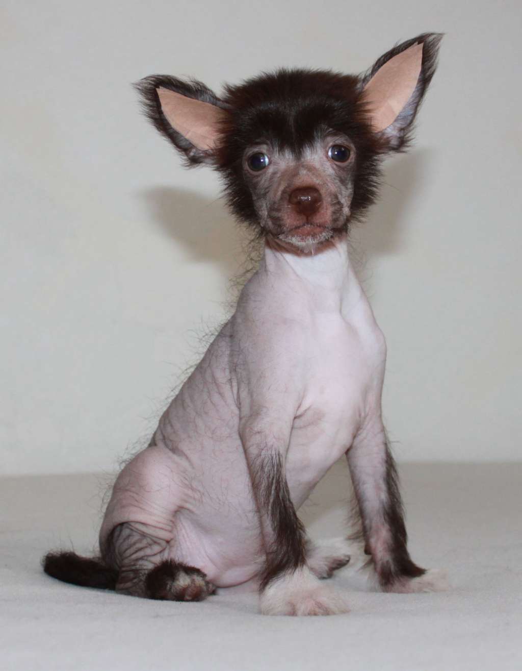 Medovaya Glory iz Clana Timurlana