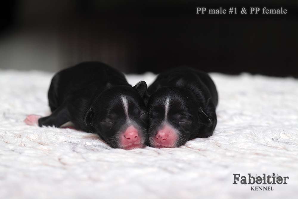 Fabeltier Can't Buy Me Love