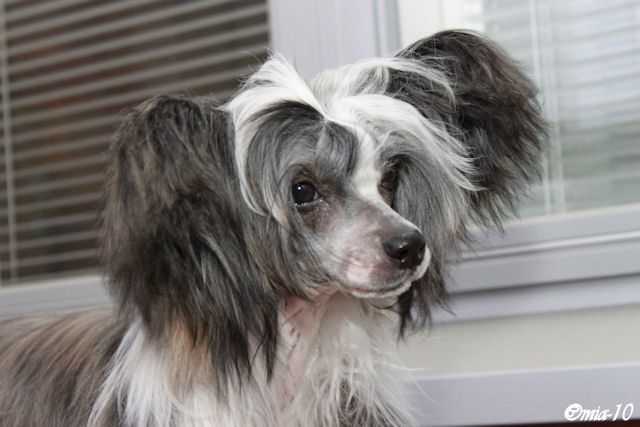 Tirlittan High Heels