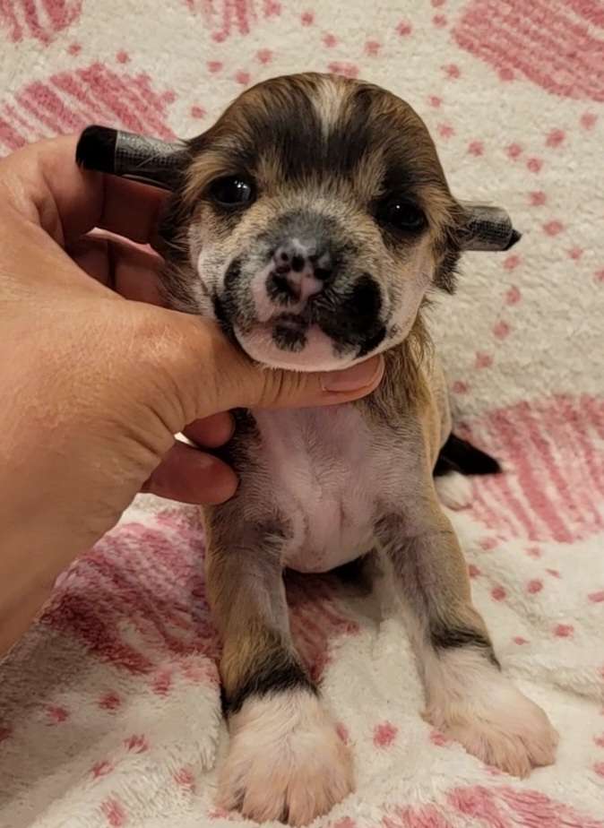 Laila Lovevz Jaromerského panství