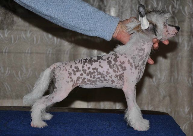 Arctic Glow Agata Kristi