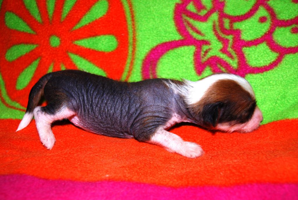 Capuccino Kinu Legenda