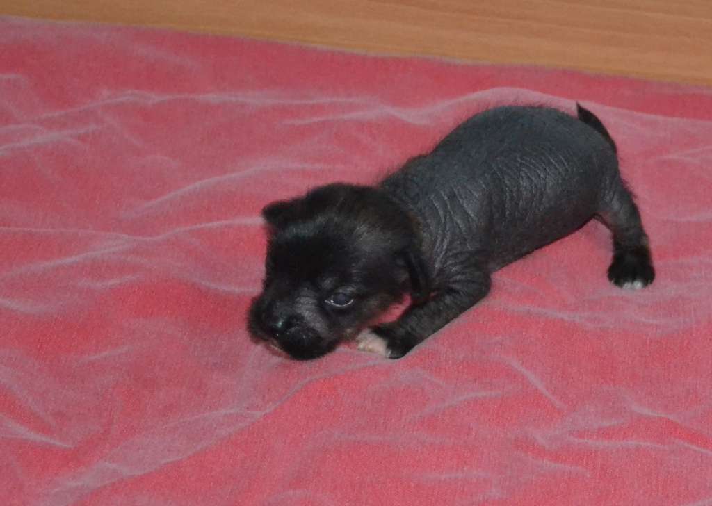 Macao de l'Orée des Rêves