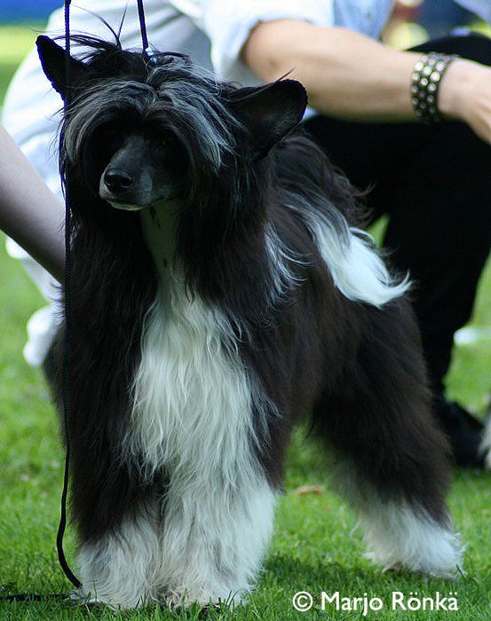 ChinoPata's Big Mc Chino