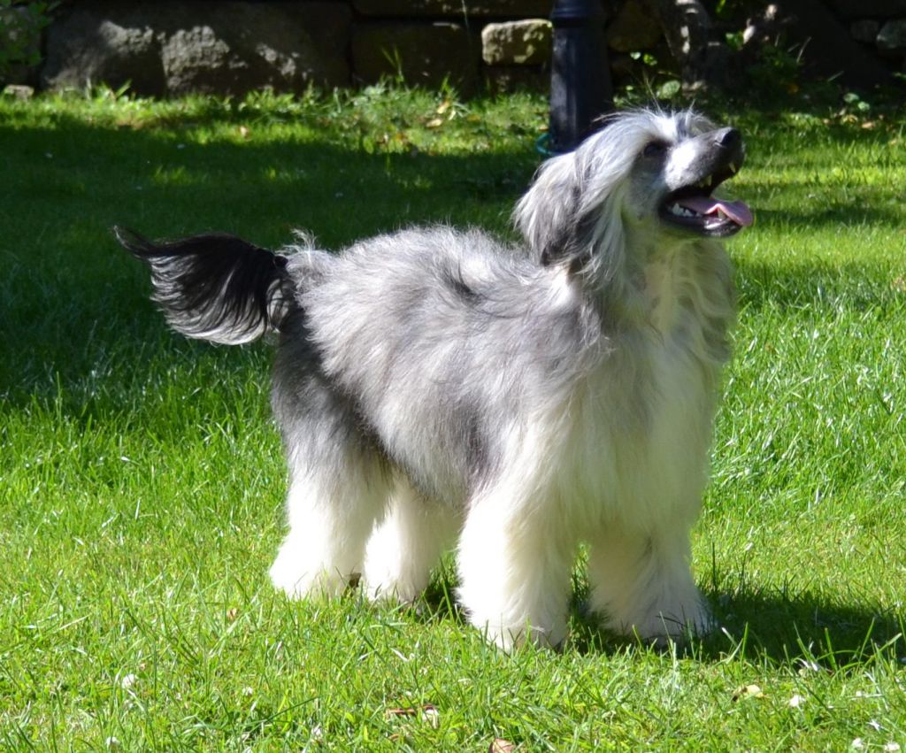 Dragonland Indigo Child