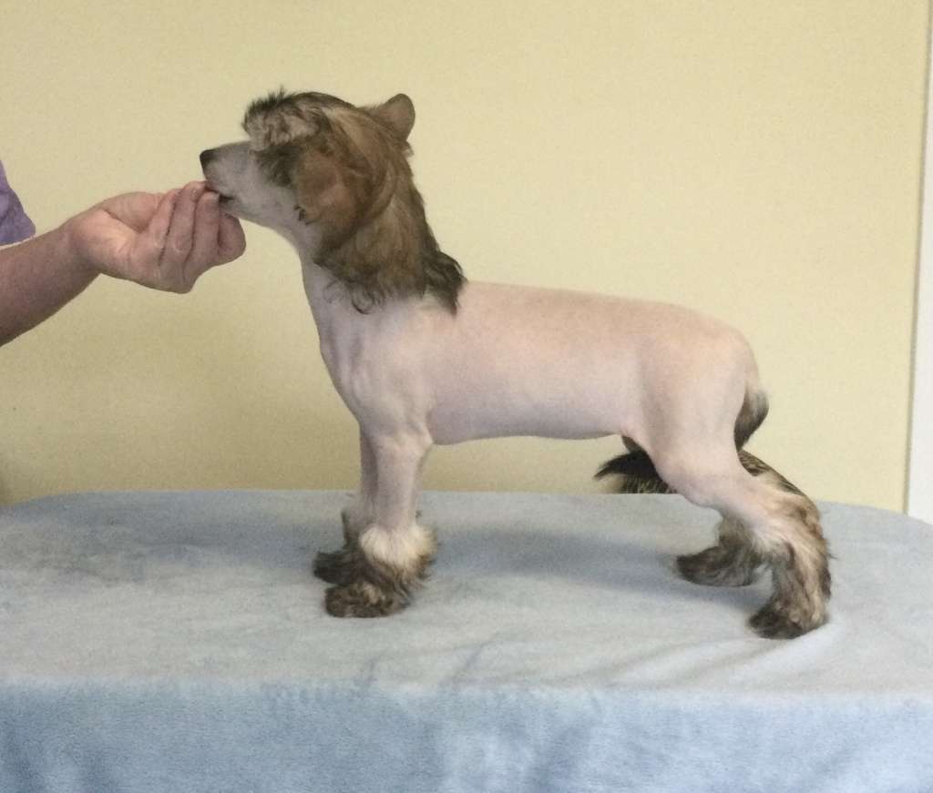 Sassytails NV Just A Teenage Witch