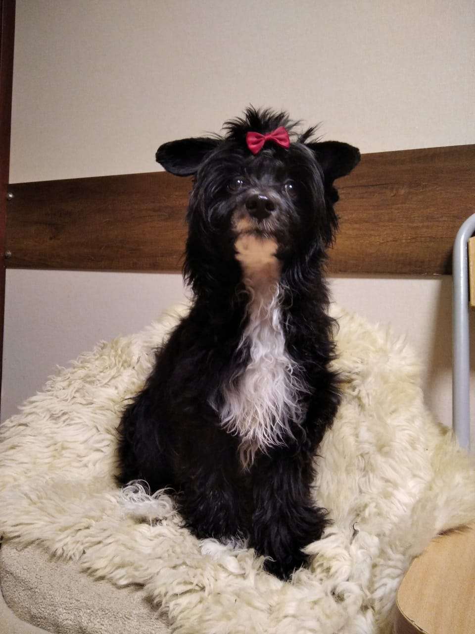 Diamond black Iz Chudnoy Doliny