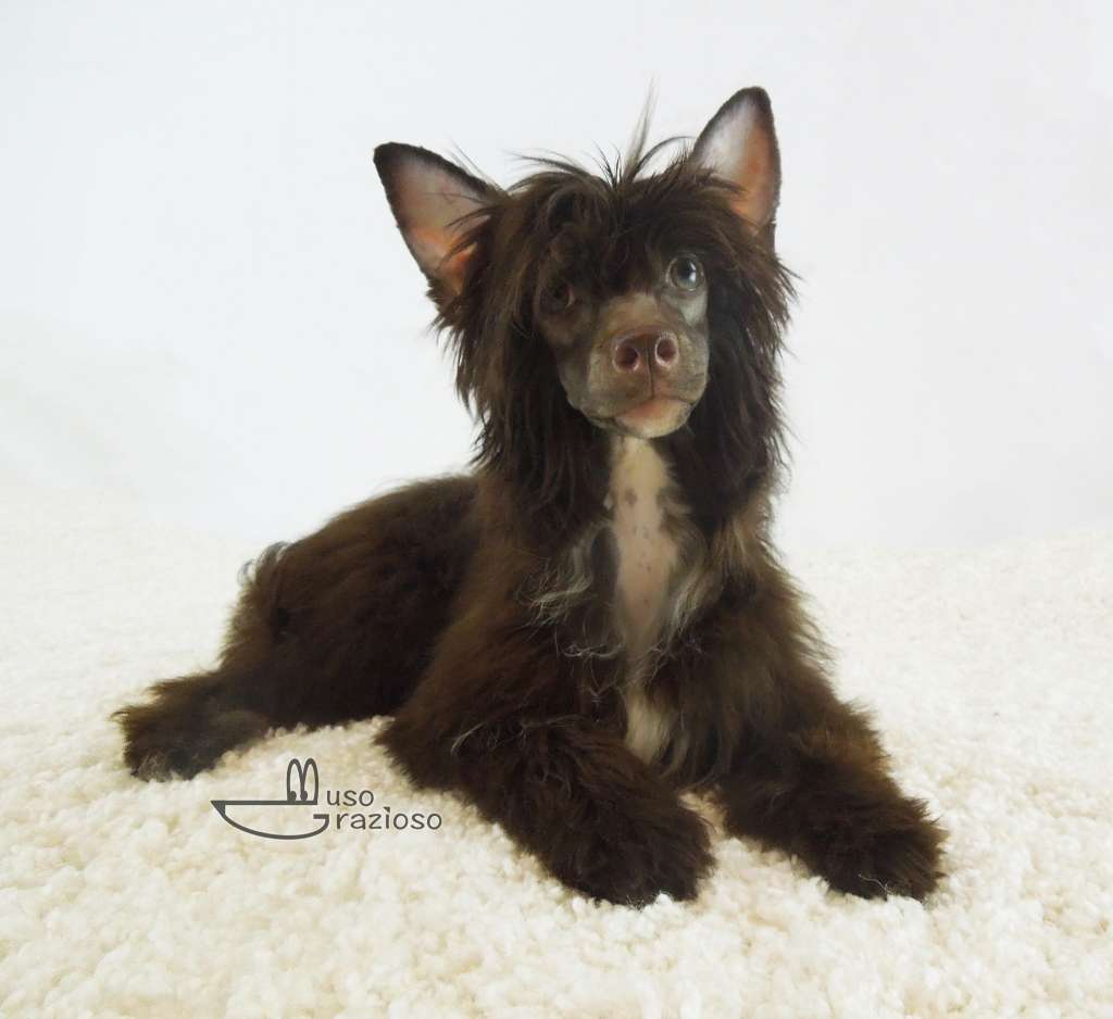 Muso Grazioso Stella