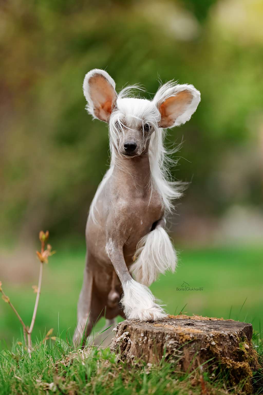 Ksolo Club Nikita Kozhemyaka