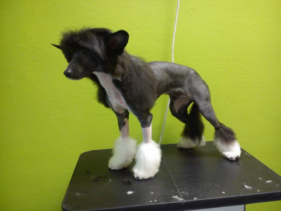 Dreamrose Casper Whine