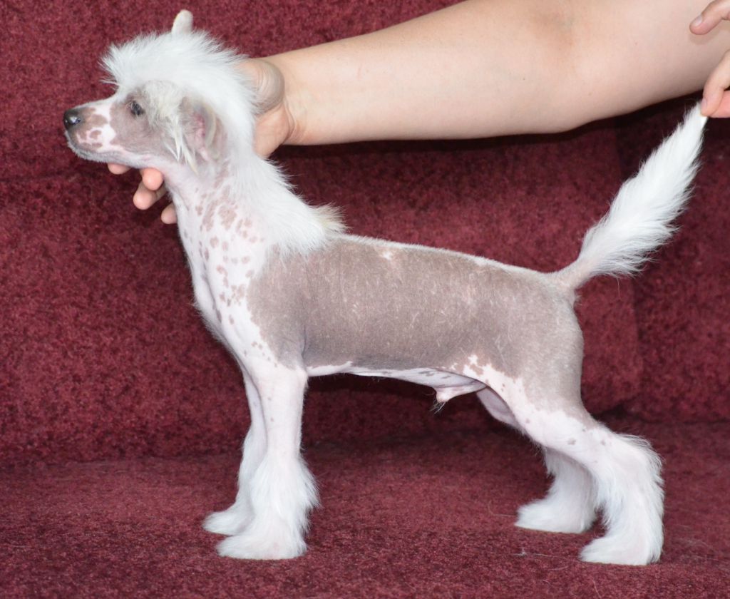 Magic of Success If You Want