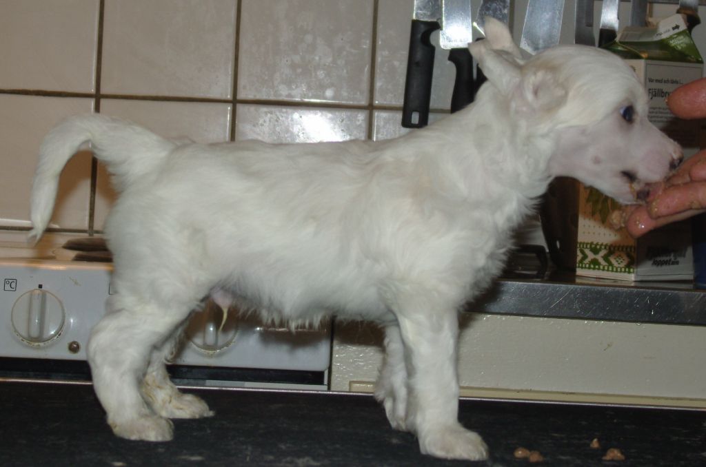 Golden Dream Stars Dear One