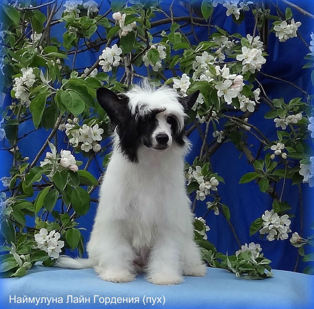 Naimuluna Line Gardenija