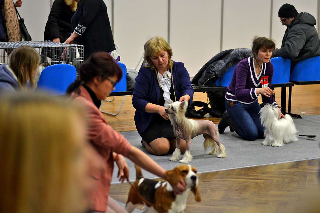 Zlato Dinastii Germione Granger