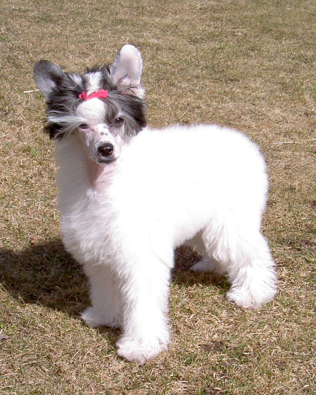 Bed-ma's Did It Again