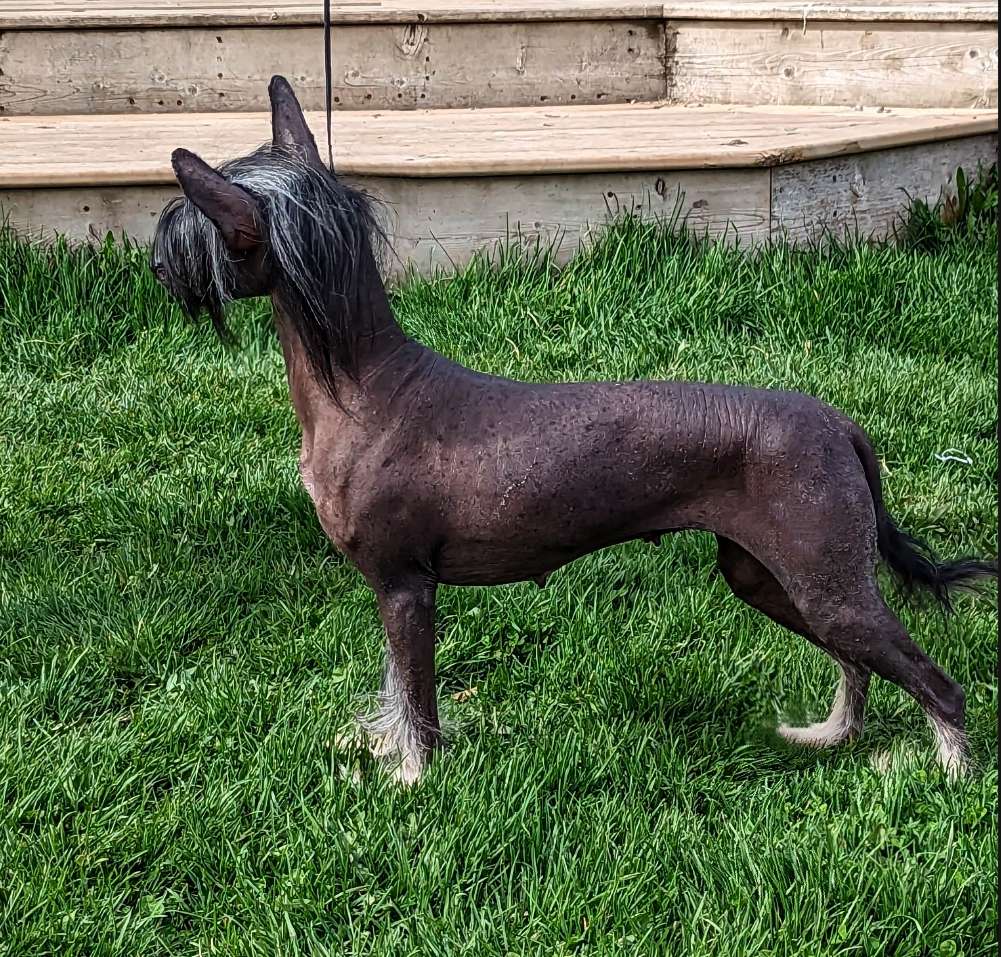 Perisate Molosos Gratzi