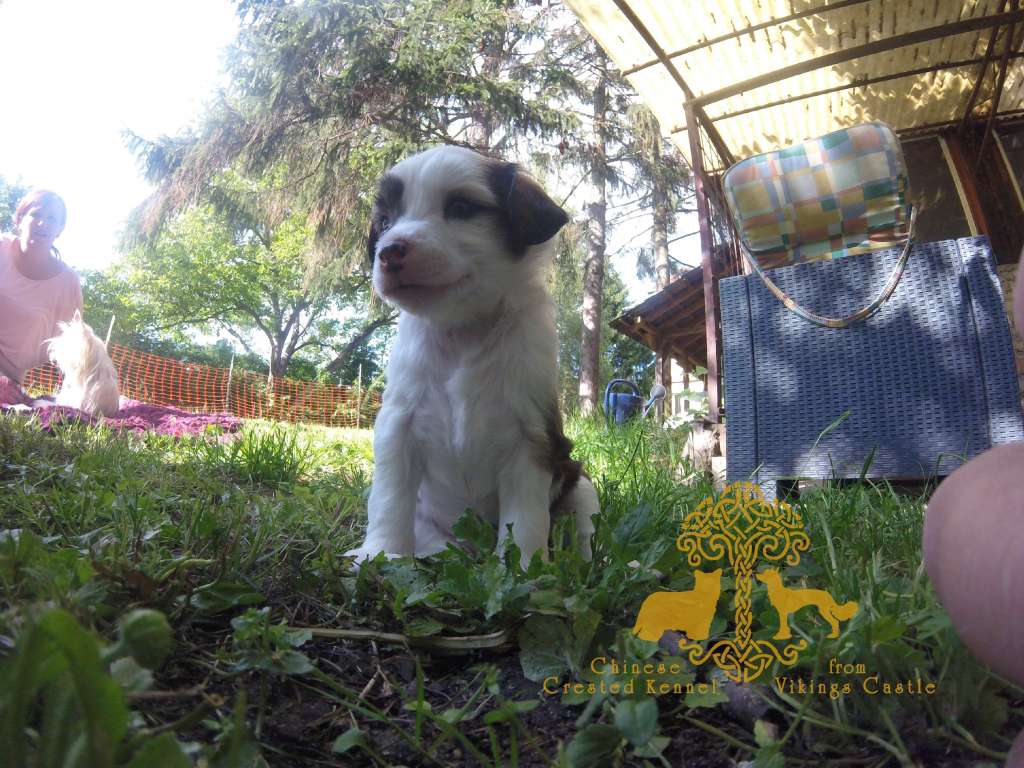 Asgard's Berserker from Vikings Castle