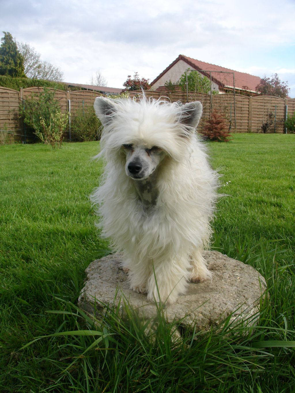 Ginger Des Picholines