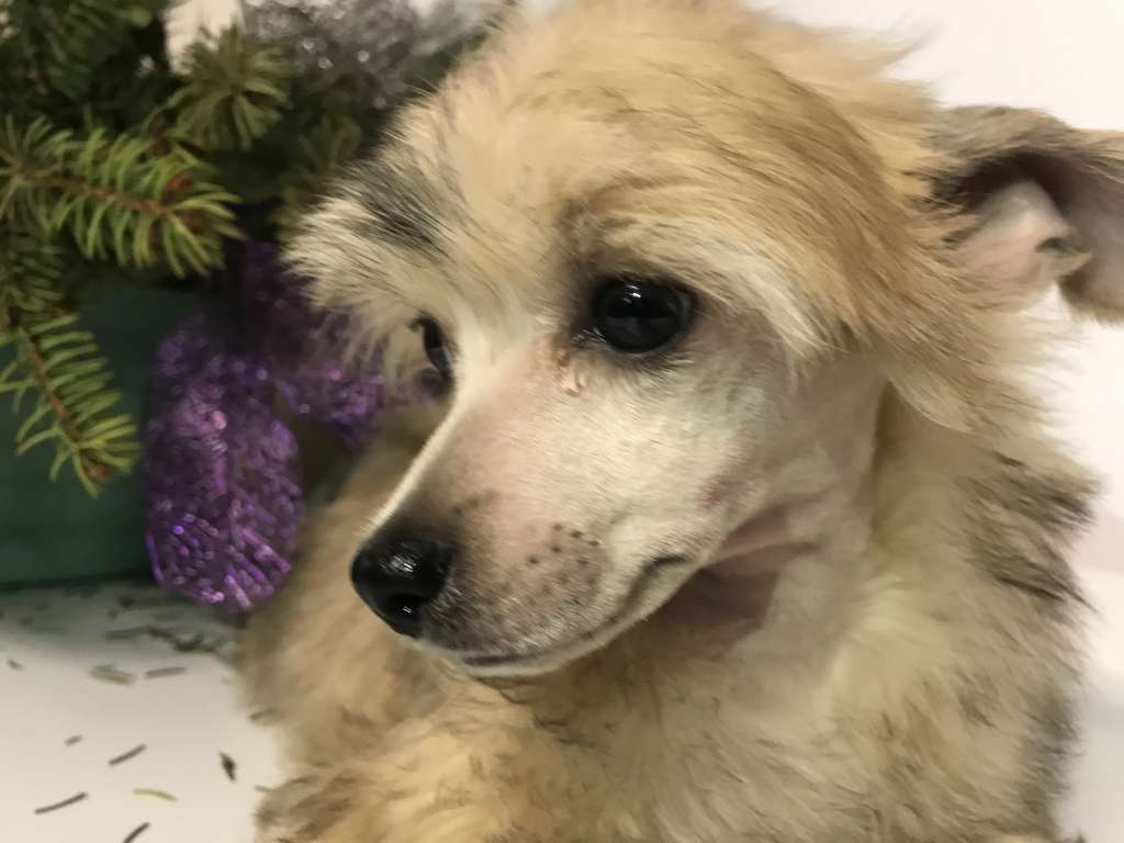 Ksolo Club Koda Kokovanya