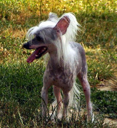 Oriental Jokes Ashanti