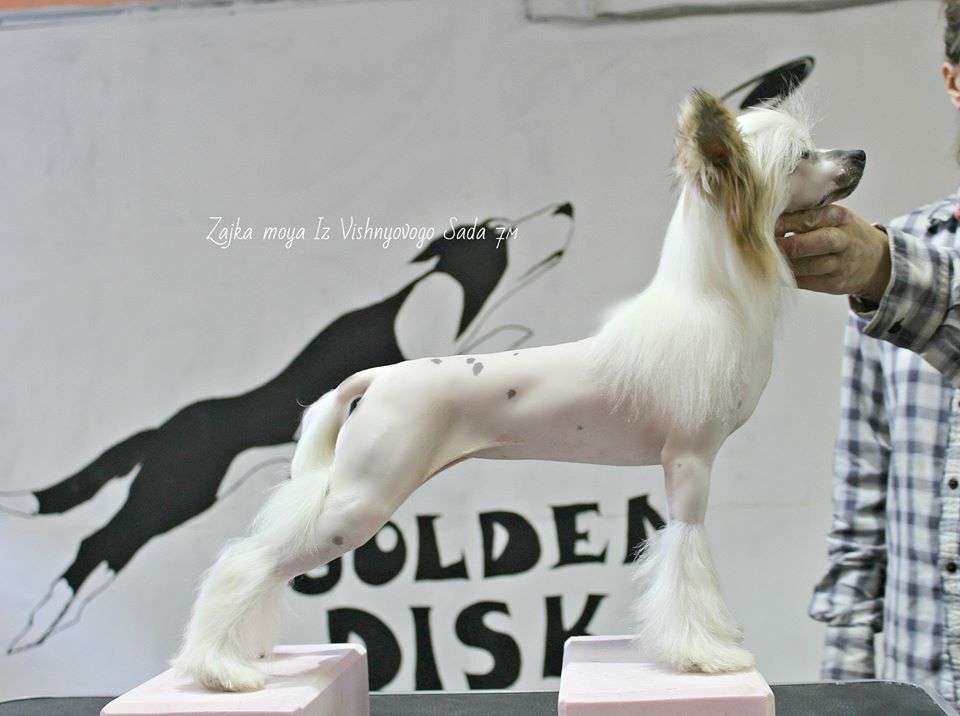 Zayka Moya Iz  Vishnyovogo Sada