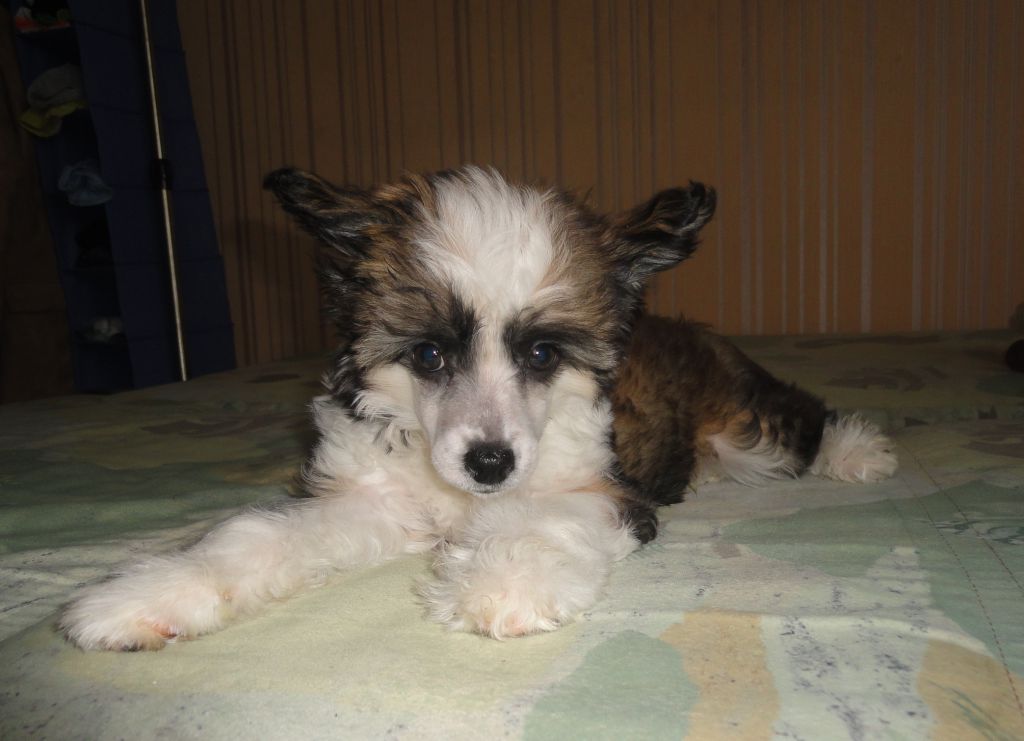 Benjamin Bonus Westtai