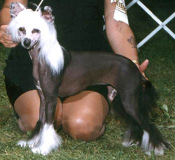 Nauset Softail Classic