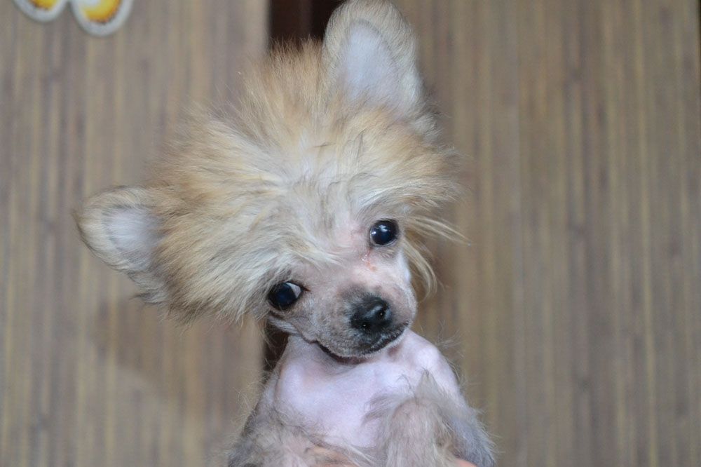 Vellar Pljus Fedenyka