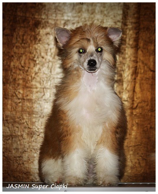 Jasmin Super Ciapki