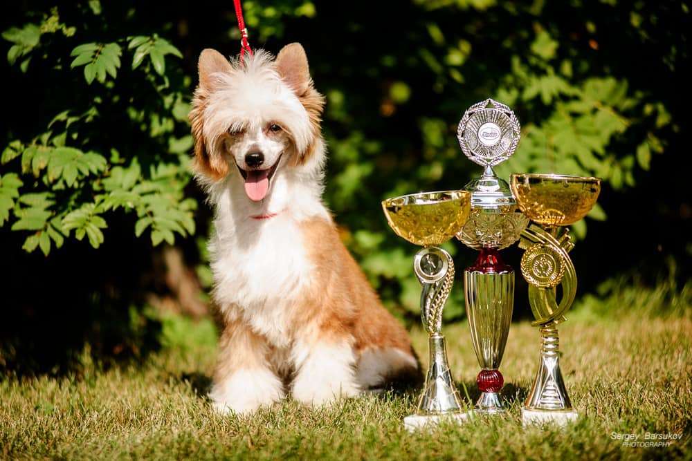 Incanto Del Mondo Sheraton