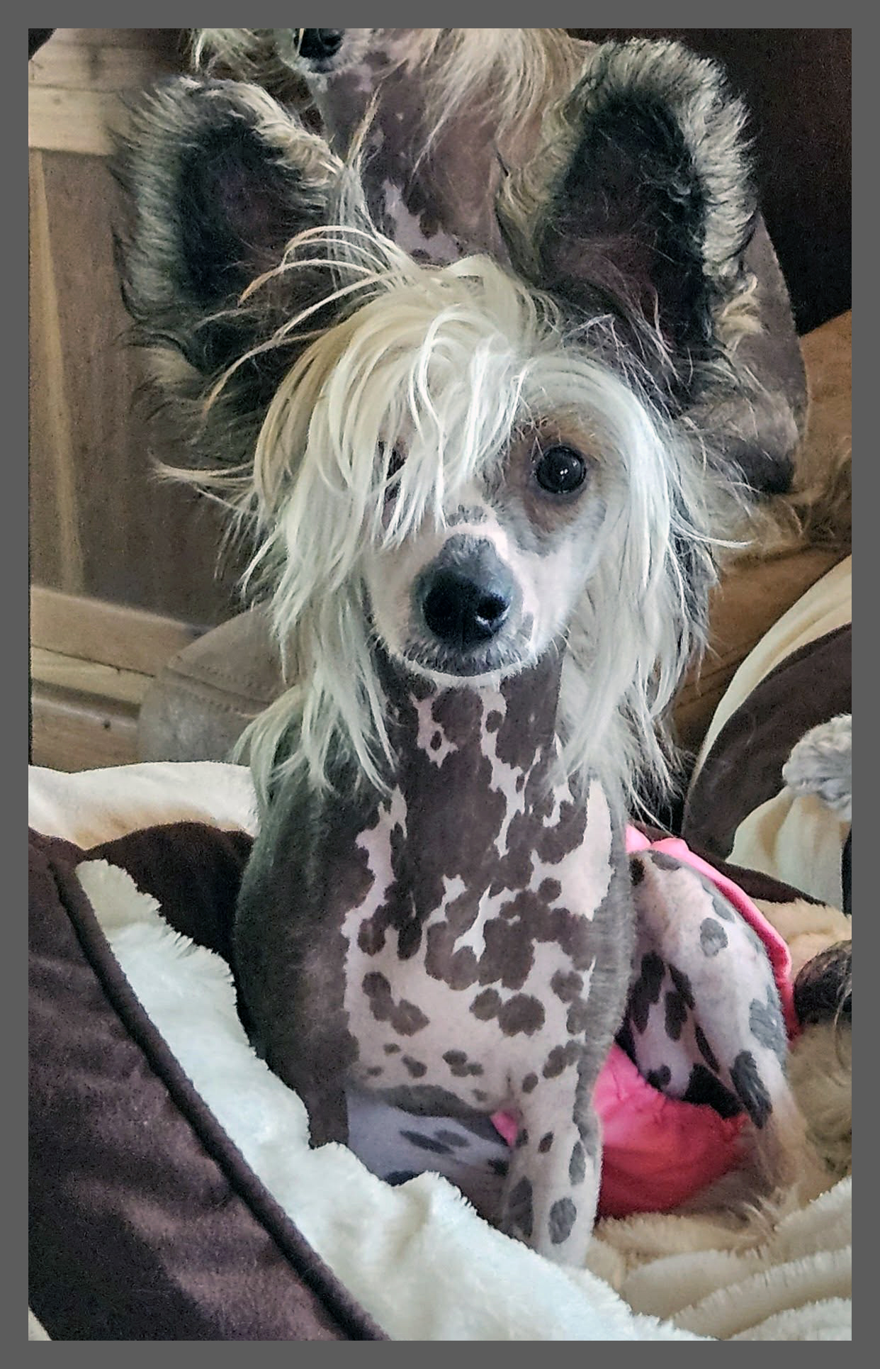 Stocky Rascals Xsassy Classy