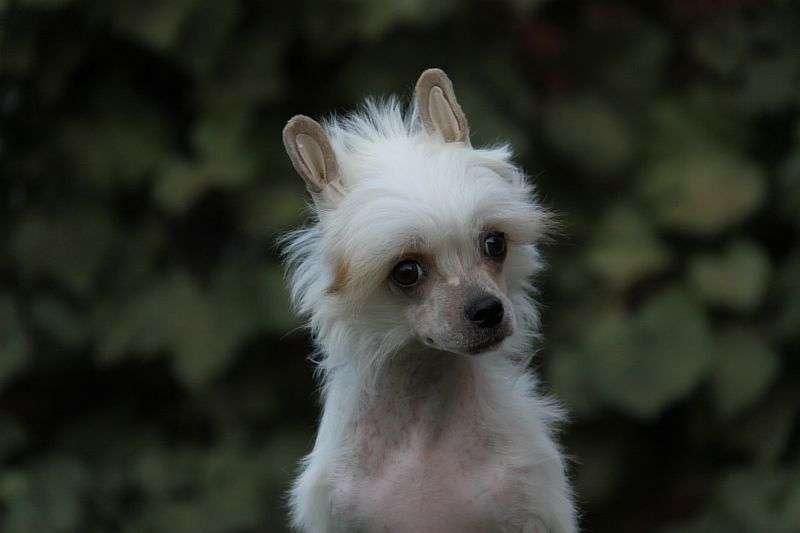 Zheneva-Debjut La Bionda