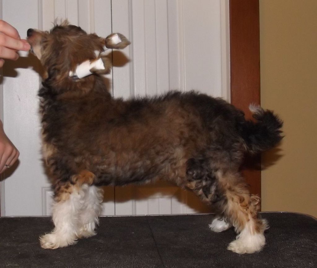 Calowin's Sweet Melody