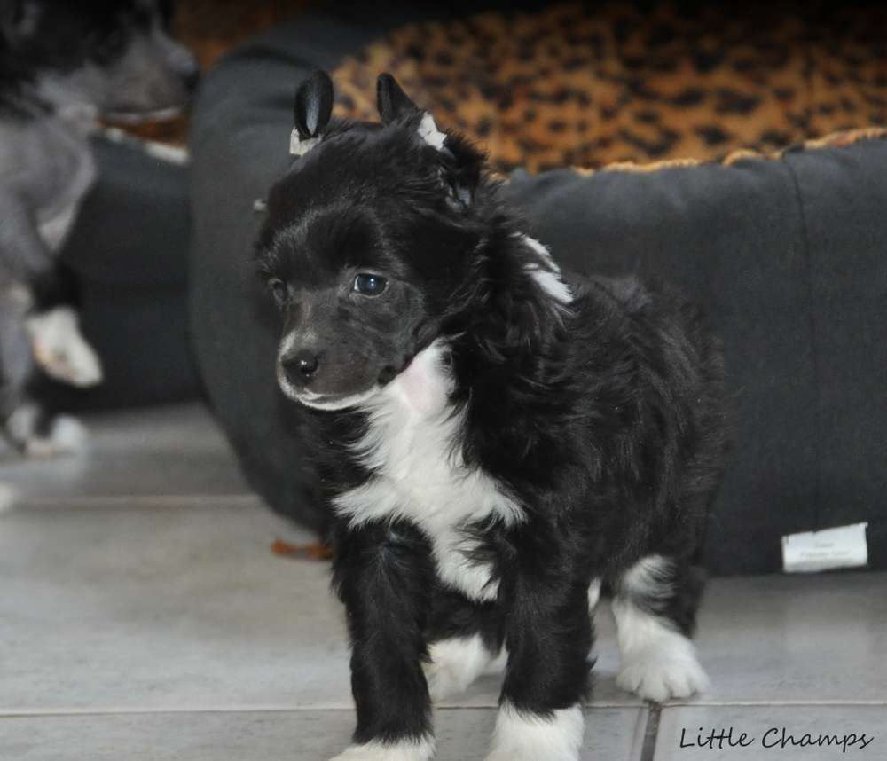 Oss 117 Little Champs