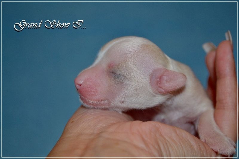 Grand Show Yves Saint Laurent